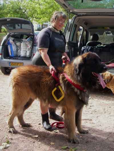 Notre Leonberg Antonin-Floréal en  travail à l'eau   en 2009 prpare son deuxième degré de sauvetage aquatique. 
