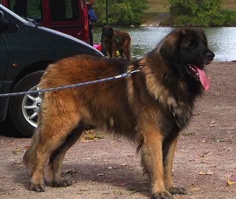 Notre Leonberg Antonin-Floréal en travail à l'eau en 2009 prépare son deuxième degré de sauvetage aquatique. Notre Leonberg Antonin-Floréal en travail à l'eau en 2009 prépare son deuxième degré de sauvetage aquatique.
