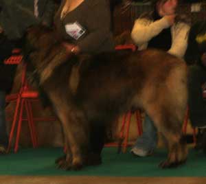  Leonberger, Antonin-Floreal des Neiges de Chantelouve en exposition de beauté
