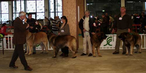 Leonberger, Antonin-Floreal des Neiges de Chantelouve en exposition de beauté Leonberger, Antonin-Floreal des Neiges de Chantelouve en exposition de beauté
