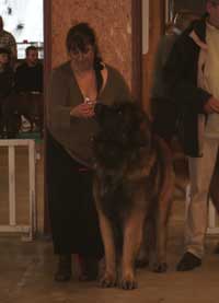 Leonberger, Antonin-Floreal des Neiges de Chantelouve en exposition de beauté