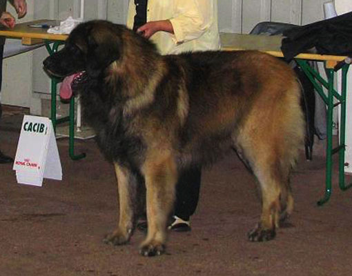  Leonberger, Antonin-Floreal des Neiges de Chantelouve en exposition de beauté