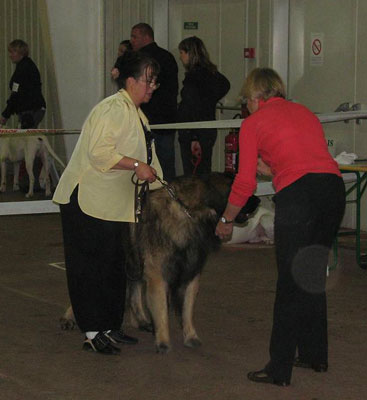  Leonberger, Antonin-Floreal des Neiges de Chantelouve en exposition de beauté