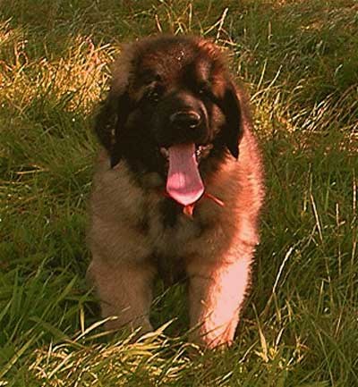 Pas craquer, pas craquer, pas craquer...Help!