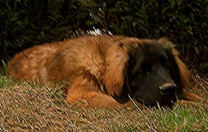 Leonberg en plein travail!