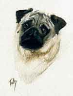 Aquarelle animalire. Portrait de Carlin