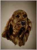 Aquarelle animalire. Portrait de chien Cocker