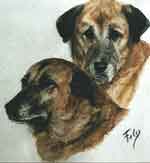 Aquarelle animalire. Portrait de deux Anatoliens