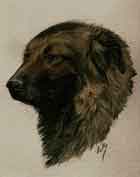 Aquarelle animalière. Portrait de Ca de Serra de Estrella