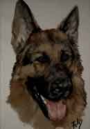 Aquarelle animalire. Portrait de chien Berger Allemand