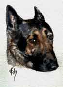 Aquarelle animalière. Portrait de Gudrun