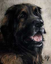 Pastel animalier. Portrait d'un Leonberg 