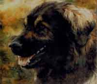 Pastel animalier. Portrait d'un Leonberger