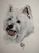 Aquarelle animalire. Portrait de Westie