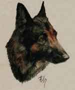 Aquarelle animalière. Portrait de Gudrun