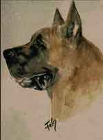Aquarelle animalière - Portrait de Dogue allemand