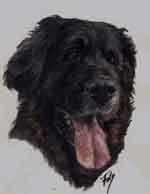 Aquarelle animalière. Portrait de Fantin Leonberg