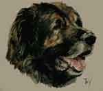 Aquarelle animalière. Portrait de Gavroche Leonberg