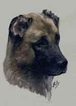 Aquarelle animalière. Portrait de Gudrun