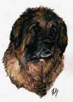 Aquarelle animalière. Portrait de Leonberg