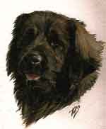 Aquarelle animalière - Portrait de Nimitz Leonberg