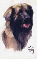 Aquarelle animalière. Portrait de Socrate Leonberg