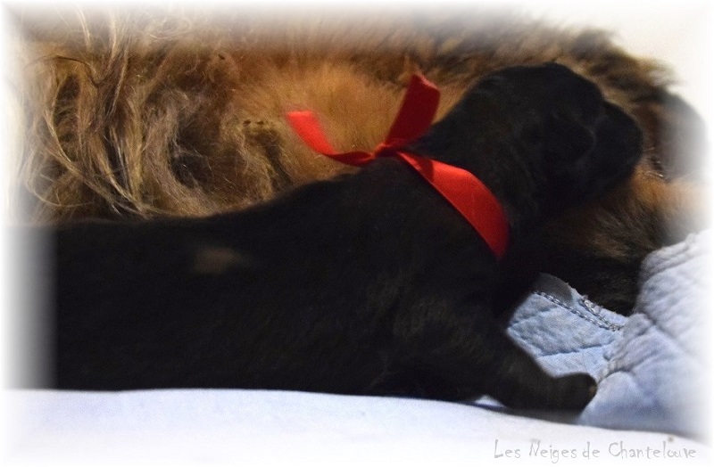 Nos chiots leonberg Bastille