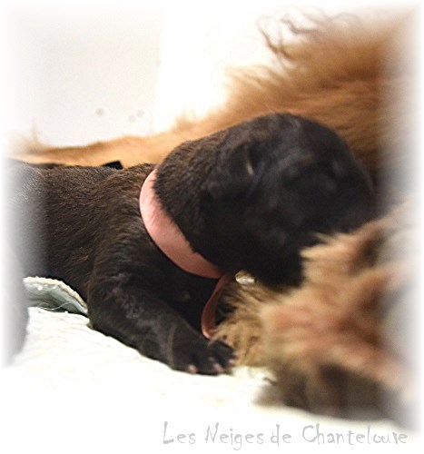Nos chiots leonberg Bastille