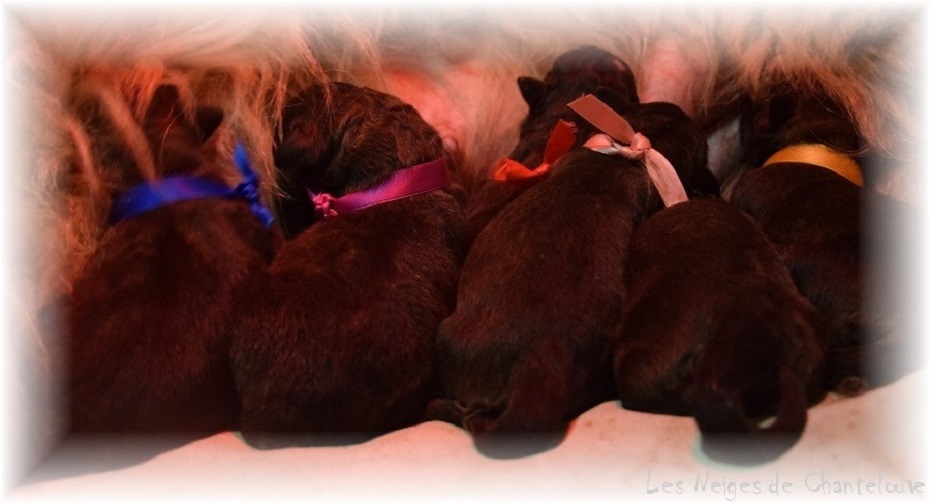 Nos chiots leonberg Bastille