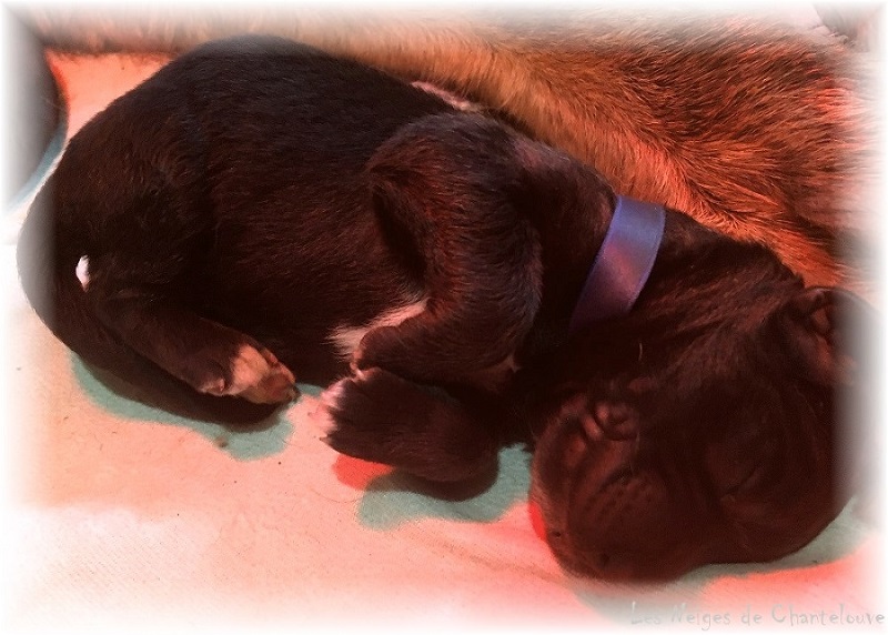 Nos chiots leonberg Bastille