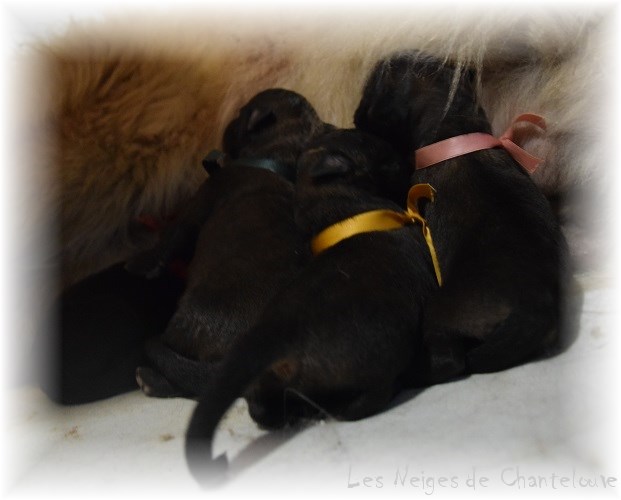 Nos chiots leonberg Bastille
