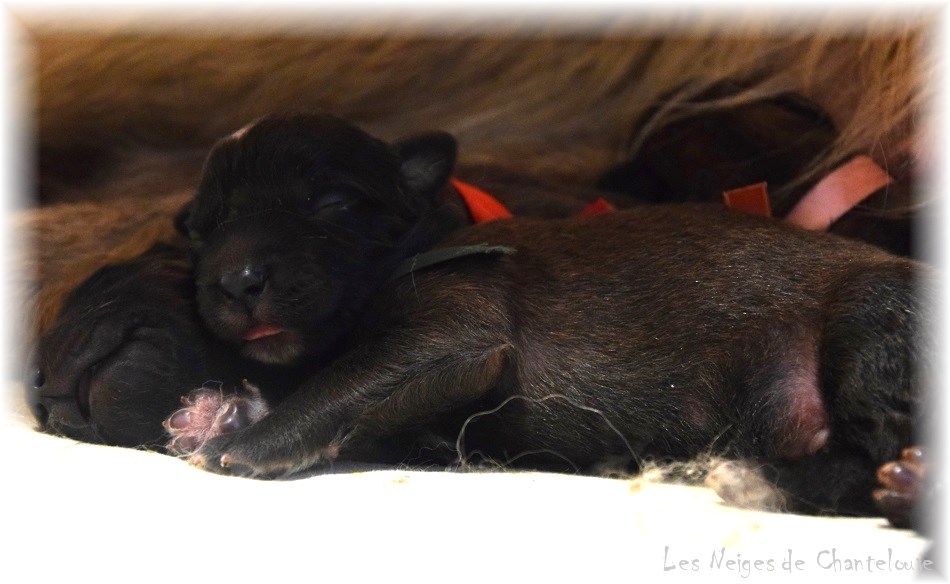 Nos chiots leonberg Bastille