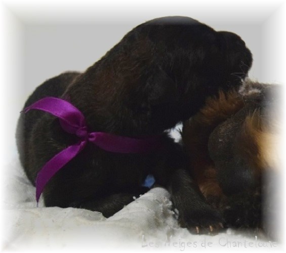 Nos chiots leonberg Bastille