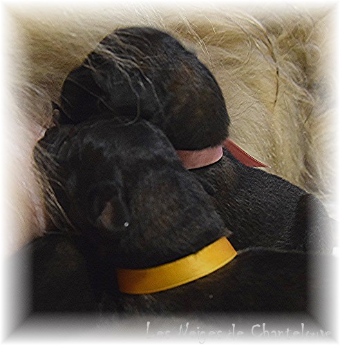 Nos chiots leonberg Bastille