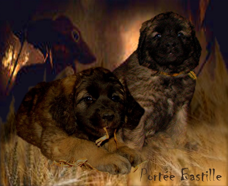 Naissance des chiots Leonberg Nenuphar des Neiges de Chantelouve