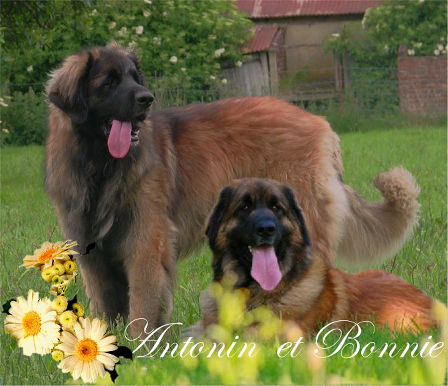 Naissance des chiots Leonberg  d'Antonin-Floral des Neiges de Chantelouve