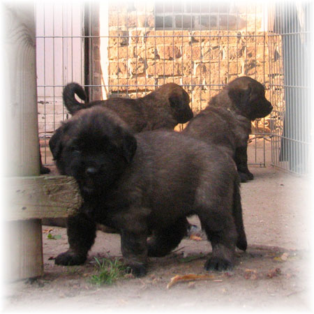Les premiers jours des bébés leonberg Brumaire des Neiges de Chantelouve