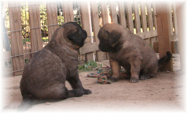 Les premiers jours des bébés leonberg Brumaire des Neiges de Chantelouve