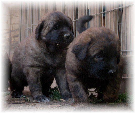 Les premiers jours des bébés leonberg Brumaire des Neiges de Chantelouve