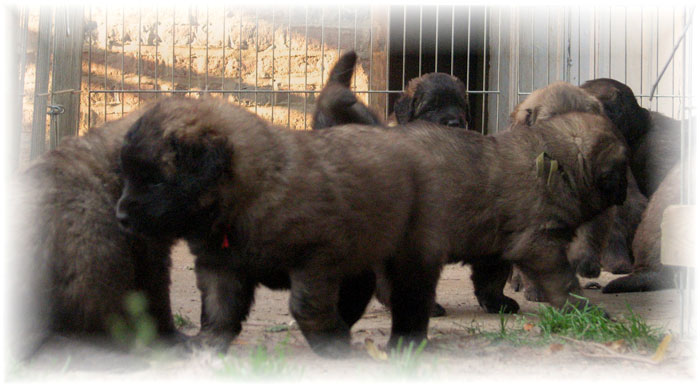 Les premiers jours des bébés leonberg Brumaire des Neiges de Chantelouve