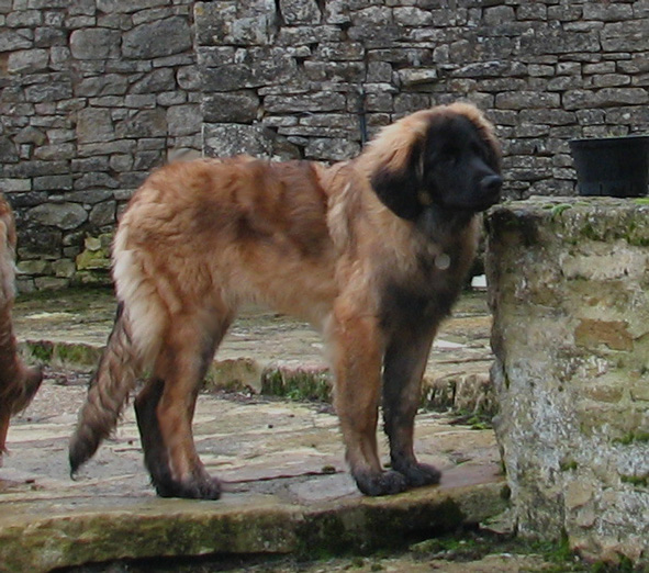 Fatou-Brumaire, leonberg des Neiges de Chantelouve