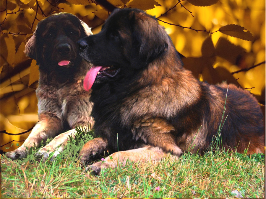 Naissance des chiots Leonberg Brumaire des Neiges de Chantelouve