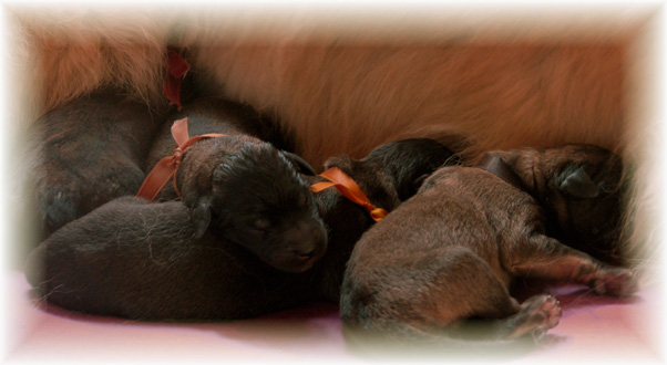 Les premiers jours des bébés leonberg Brumaire des Neiges de Chantelouve