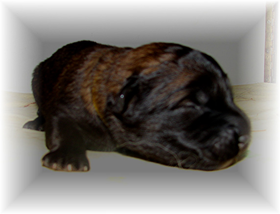 Les premiers jours des bébés leonberg Brumaire des Neiges de Chantelouve