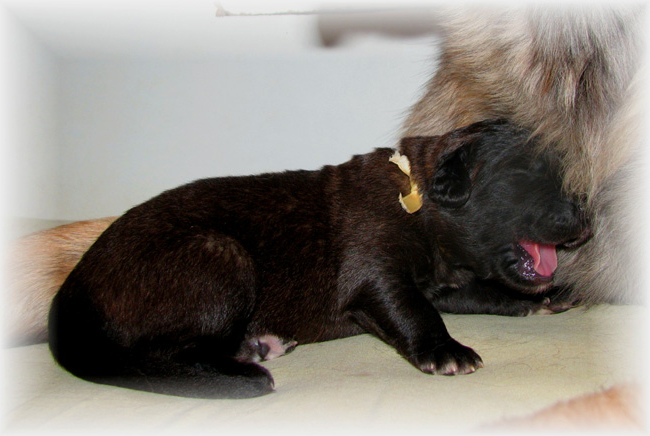 Les premiers jours des bébés leonberg Brumaire des Neiges de Chantelouve