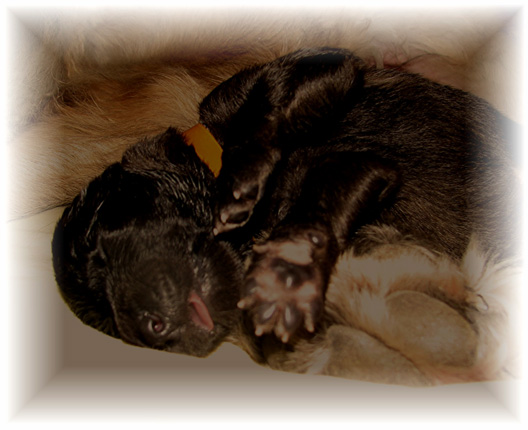 Les premiers jours des bébés leonberg Brumaire des Neiges de Chantelouve