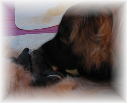Les premiers jours des bébés leonberg Brumaire des Neiges de Chantelouve