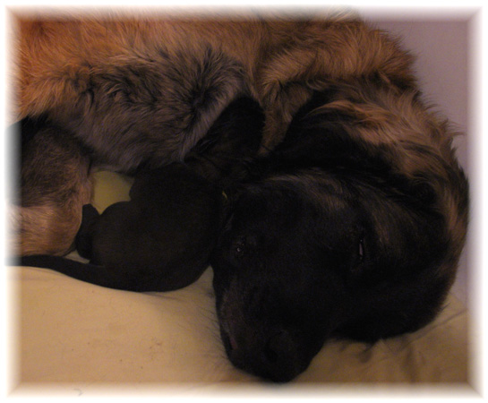 Les premiers jours des bébés leonberg Brumaire des Neiges de Chantelouve