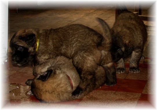Les premiers jours des bébés leonberg Brumaire des Neiges de Chantelouve