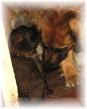 Les premiers jours des bébés leonberg Brumaire des Neiges de Chantelouve